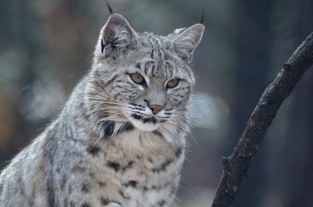 Beautiful face of a bobcat in the wild up close and personal.