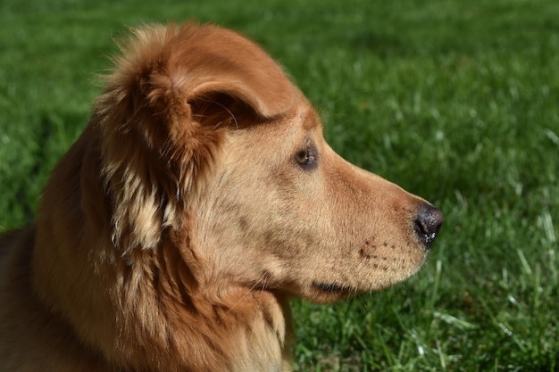 Beautiful face of a little red duck dog resting in the grass.