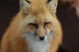 Free photo beautiful face of a red fox up close and personal.