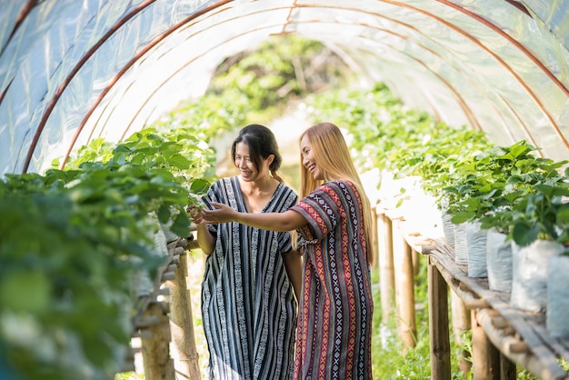 Beautiful farmer woman checking strawberry farm