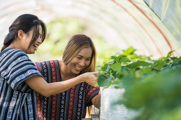 Beautiful farmer woman checking strawberry farm