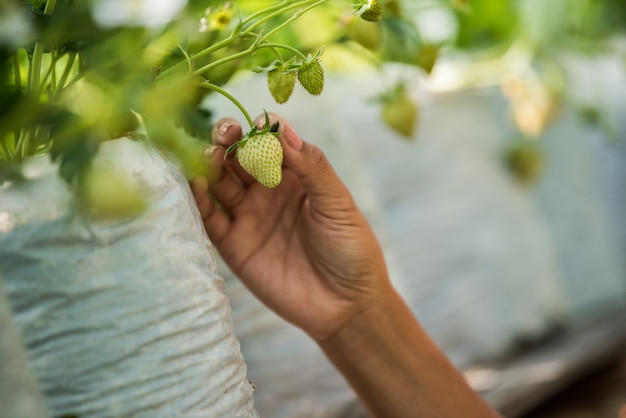 Free photo beautiful farmer woman checking strawberry farm