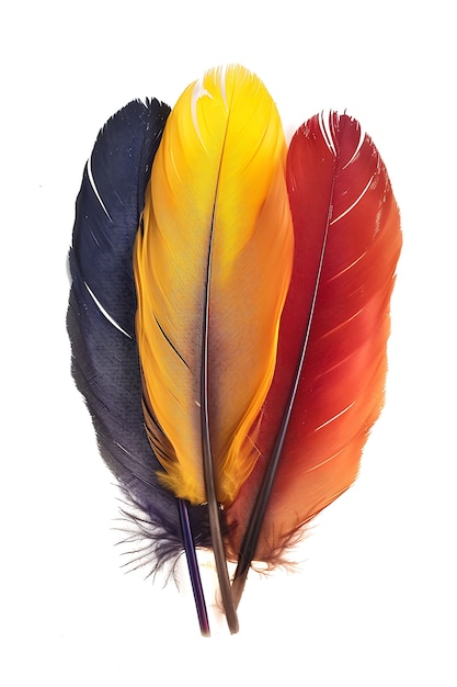 Free photo beautiful feathers arrangement