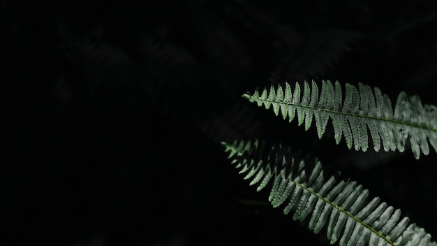 Free photo beautiful fern leaves on black background