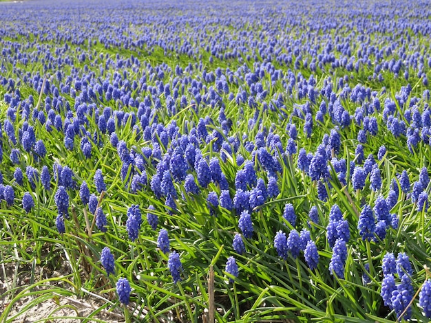 Free Photo beautiful field of grape hyacinth flowers on a sunny day