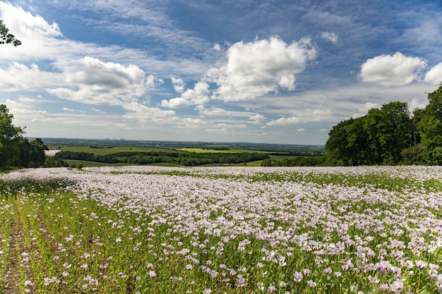 Beautiful field of pink poppies under the cloudy sky