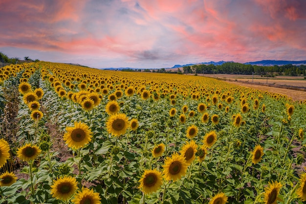 Beautiful field of sunflowers in a field of Castilla y Leon, Spain in the summer sunset