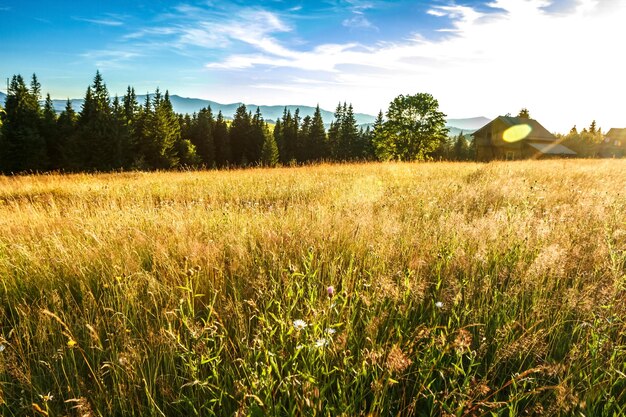 Beautiful field in sunshine Rural house background