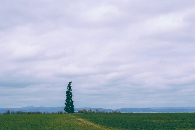 Beautiful field with a single pine tree and amazing cloudy sky