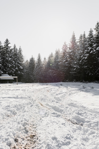 Beautiful fir woods and field in winter