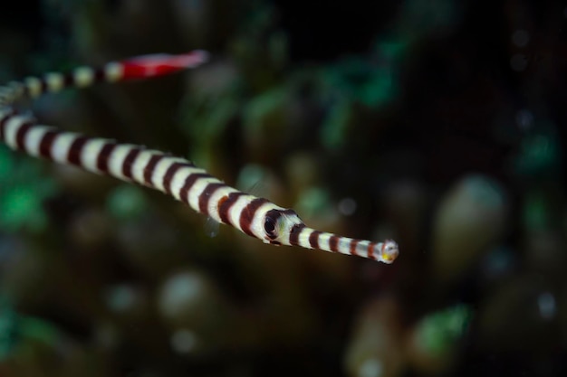 Beautiful fish on the seabed and coral reefs underwater beauty of fish and coral reefs