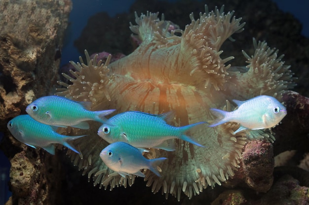 Beautiful fish on the seabed and coral reefs underwater beauty of fish and coral reefs