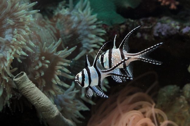 Beautiful fish on the seabed and coral reefs underwater beauty of fish and coral reefs