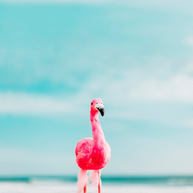 Free photo beautiful flamingo in summer time