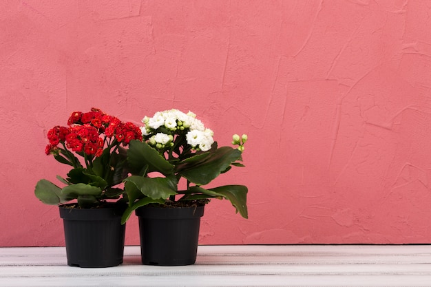 Beautiful floral still life