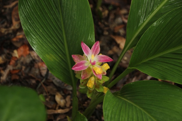 beautiful flower