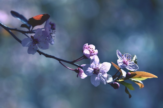 Beautiful flowering Japanese cherry Sakura. Season Background. Outdoor natural blurred background wi