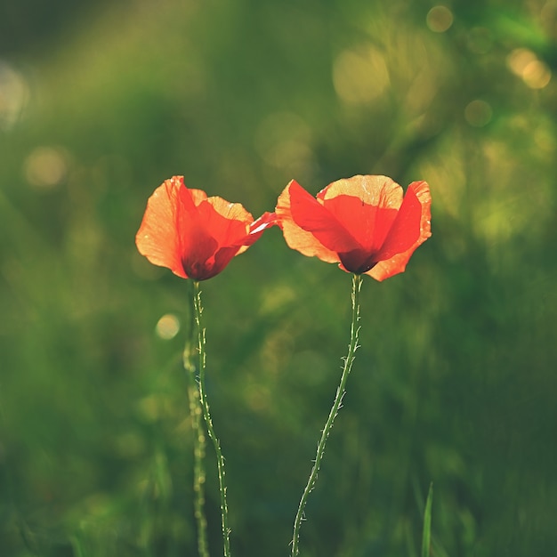 Beautiful flowering poppy in green grass in field. (Papaveraceae)