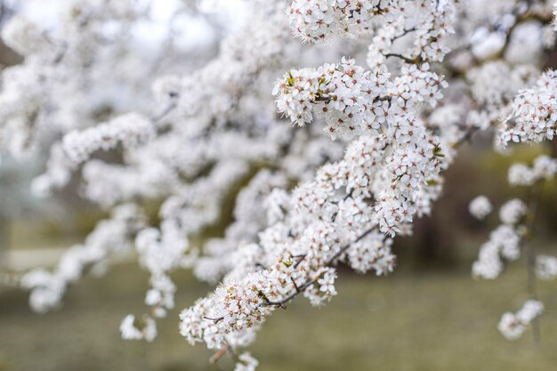 Beautiful flowering tree