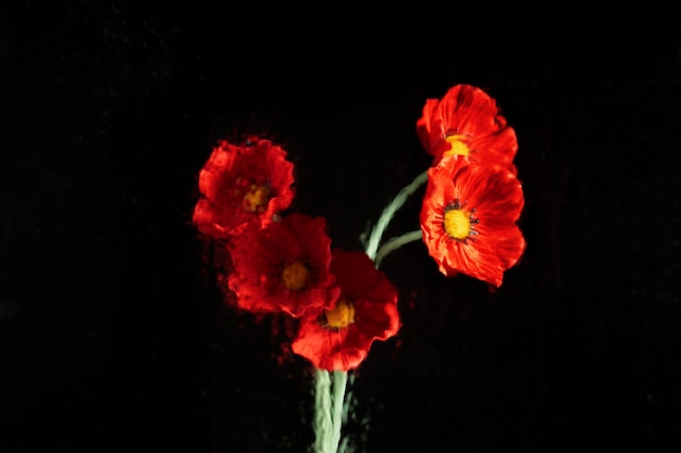 Beautiful flowers seen behind humidity glass