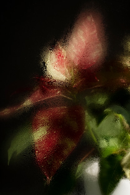 Free Photo beautiful flowers seen behind humidity glass