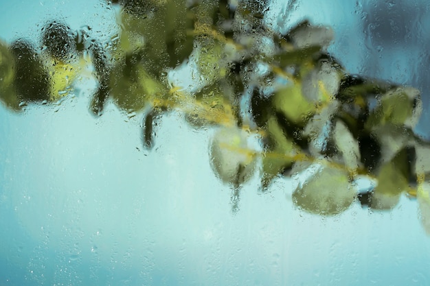 Beautiful flowers seen behind humidity glass