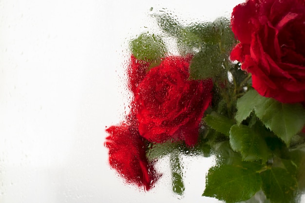 Beautiful flowers seen behind humidity glass