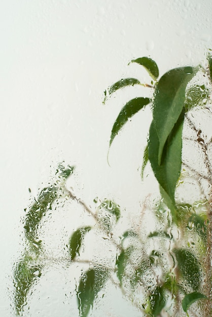 Free photo beautiful flowers seen behind humidity glass