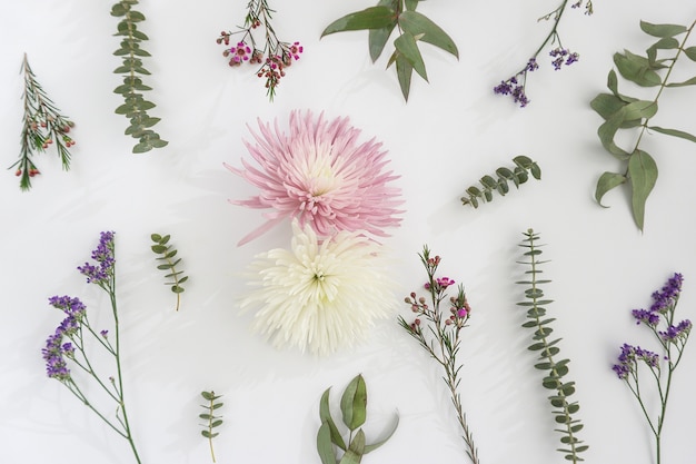 Beautiful flowers on white background