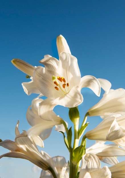 Beautiful flowers with blue background