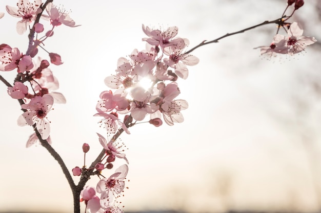 Beautiful flowers with sun background