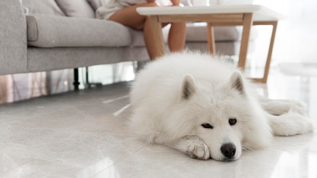 Beautiful and fluffy white dog