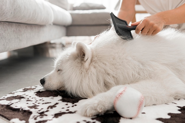 Beautiful and fluffy white dog