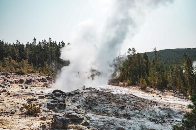 Beautiful fog rising from the ground near the trees captured in Yellowstone National Park, USA