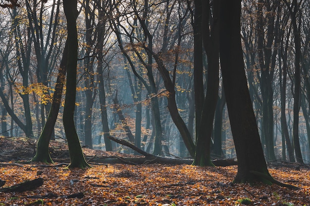 Beautiful forest in autumn with ground covered by colorful leaves