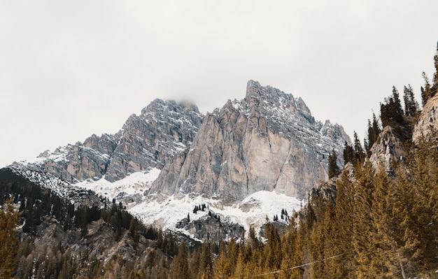 Free photo beautiful forest on a hill with high rocky snowy mountains