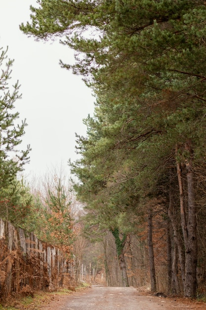 Beautiful forest view in daylight