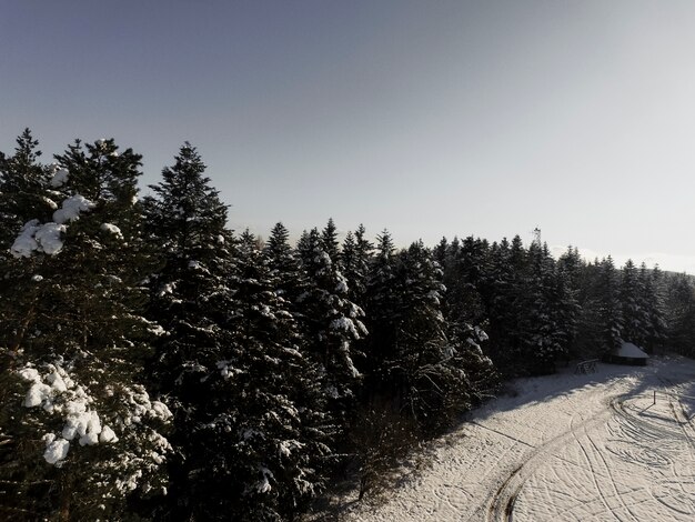 Beautiful forest in winter