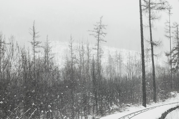 Beautiful forest in winter