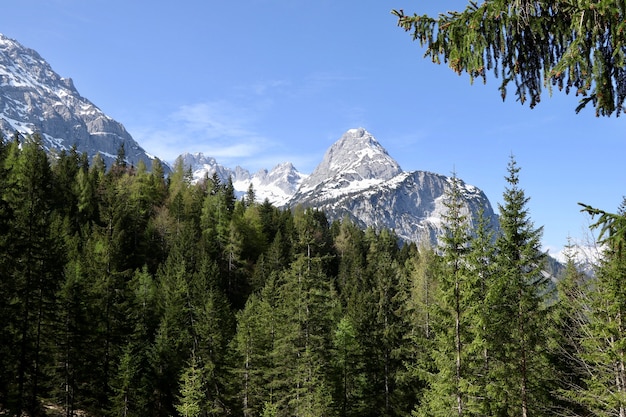 Beautiful forest with a lot of fir trees with high snow-covered mountains