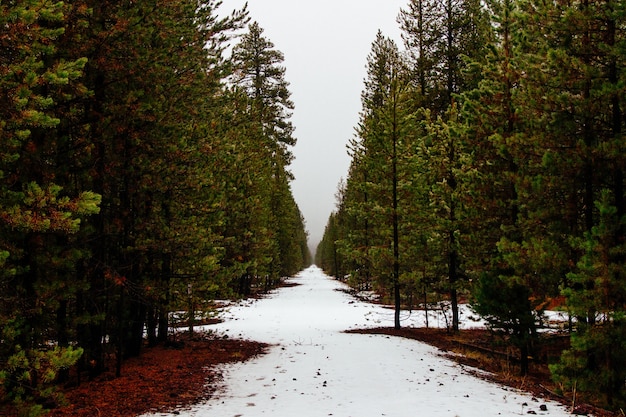 Beautiful forest with pine trees and a little snow left after Winter