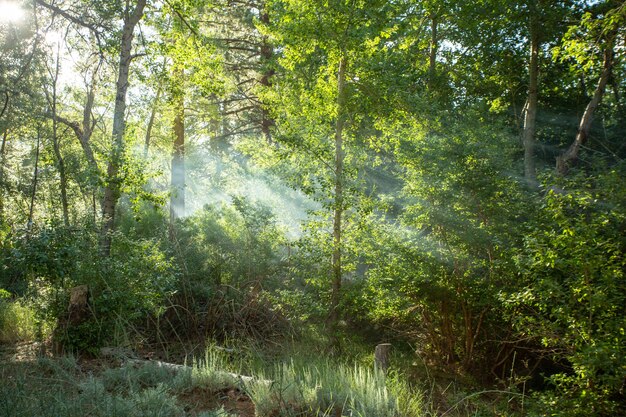 Beautiful forest with rays of the sun