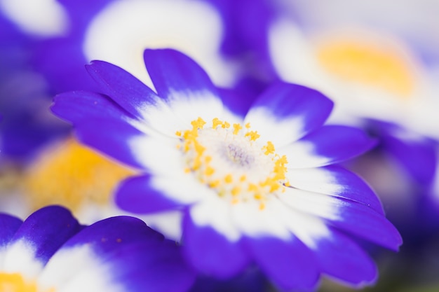 Free photo beautiful fresh azure blossoms