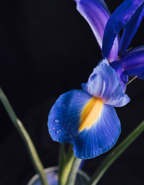 Beautiful fresh blue bloom in dew in vase