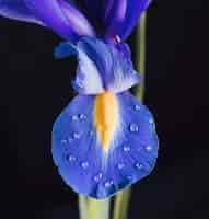 Free photo beautiful fresh blue bloom in dew