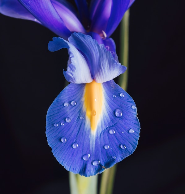 Free Photo beautiful fresh blue bloom in dew