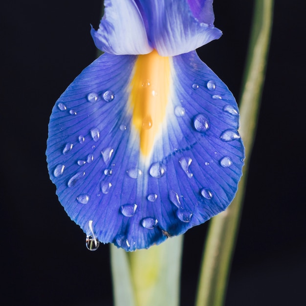 Free photo beautiful fresh blue bloom petal in dew