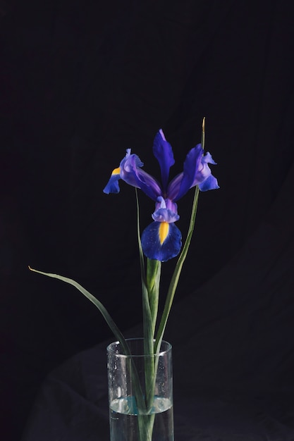 Free Photo beautiful fresh blue bloom in vase with water