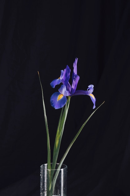 Free photo beautiful fresh blue blooms in vase