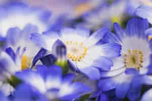 Free photo beautiful fresh blue blossoms